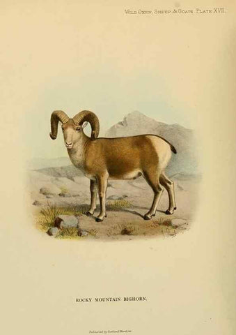 Reproducción/Reproduction 7977290727: Wild oxen, sheep & goats of all lands, living and extinct,. London,R. Ward,1898.