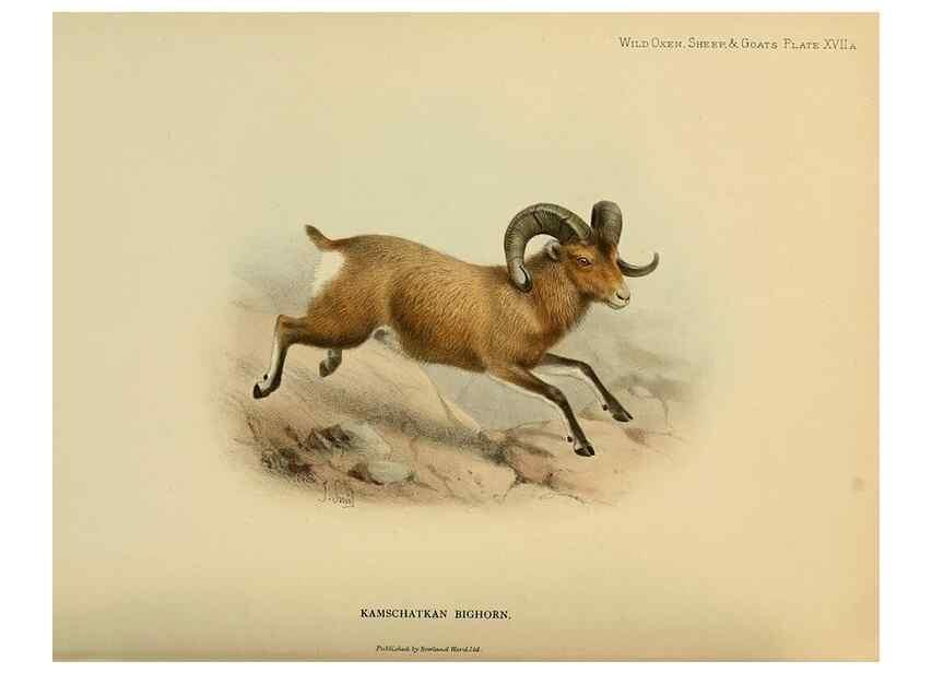 Reproducción/Reproduction 7977293370: Wild oxen, sheep & goats of all lands, living and extinct,. London,R. Ward,1898.