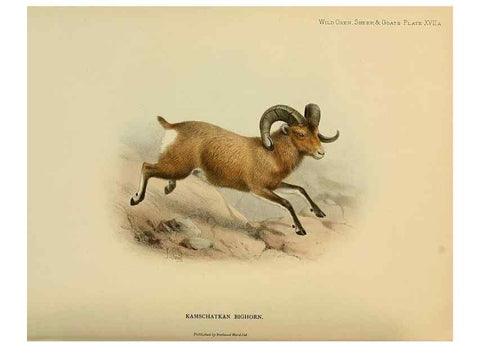 Reproducción/Reproduction 7977293370: Wild oxen, sheep & goats of all lands, living and extinct,. London,R. Ward,1898.