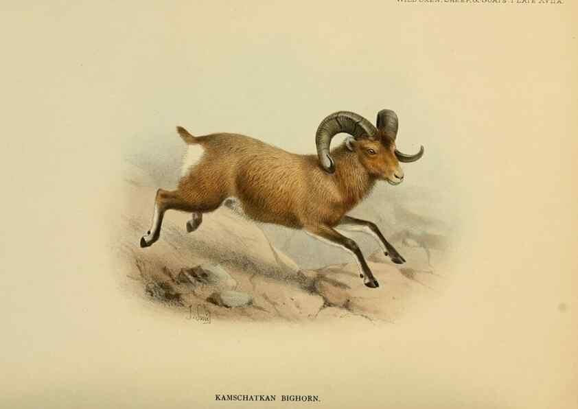 Reproducción/Reproduction 7977293370: Wild oxen, sheep & goats of all lands, living and extinct,. London,R. Ward,1898.