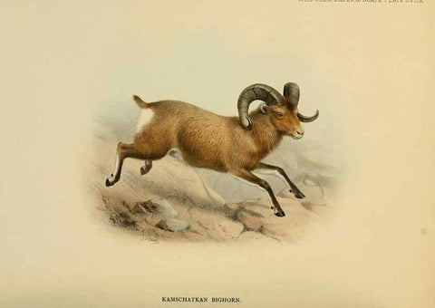 Reproducción/Reproduction 7977293370: Wild oxen, sheep & goats of all lands, living and extinct,. London,R. Ward,1898.