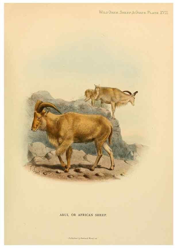 Reproducción/Reproduction 7977291863: Wild oxen, sheep & goats of all lands, living and extinct,. London,R. Ward,1898.
