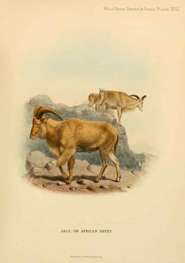 Reproducción/Reproduction 7977291863: Wild oxen, sheep & goats of all lands, living and extinct,. London,R. Ward,1898.