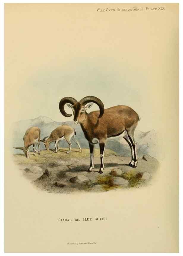 Reproducción/Reproduction 7977292515: Wild oxen, sheep & goats of all lands, living and extinct,. London,R. Ward,1898.