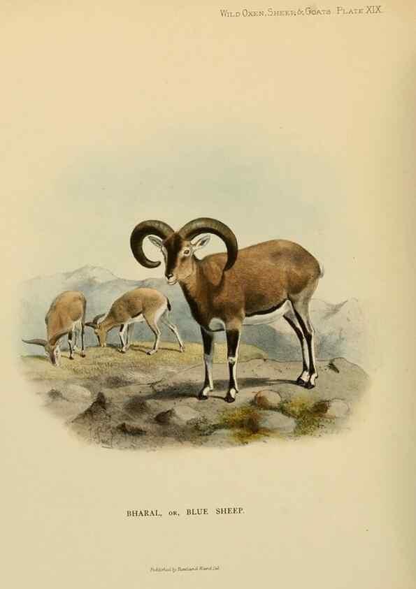 Reproducción/Reproduction 7977292515: Wild oxen, sheep & goats of all lands, living and extinct,. London,R. Ward,1898.