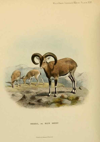 Reproducción/Reproduction 7977292515: Wild oxen, sheep & goats of all lands, living and extinct,. London,R. Ward,1898.
