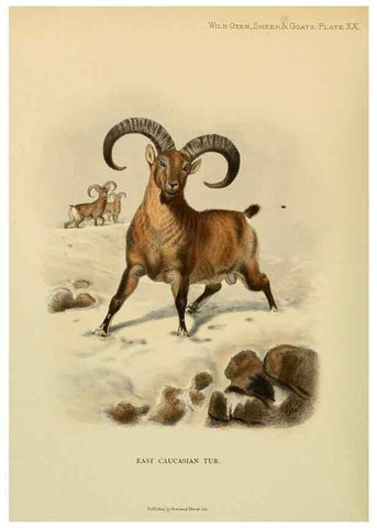 Reproducción/Reproduction 7977293139: Wild oxen, sheep & goats of all lands, living and extinct,. London,R. Ward,1898.