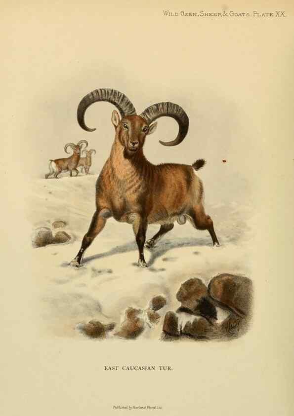 Reproducción/Reproduction 7977293139: Wild oxen, sheep & goats of all lands, living and extinct,. London,R. Ward,1898.