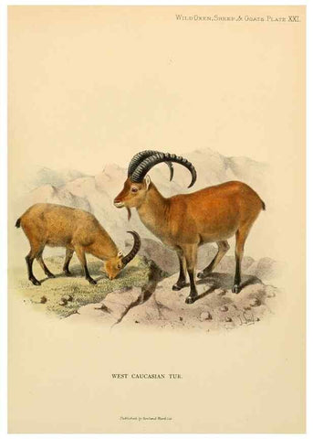 Reproducción/Reproduction 7977294001: Wild oxen, sheep & goats of all lands, living and extinct,. London,R. Ward,1898.