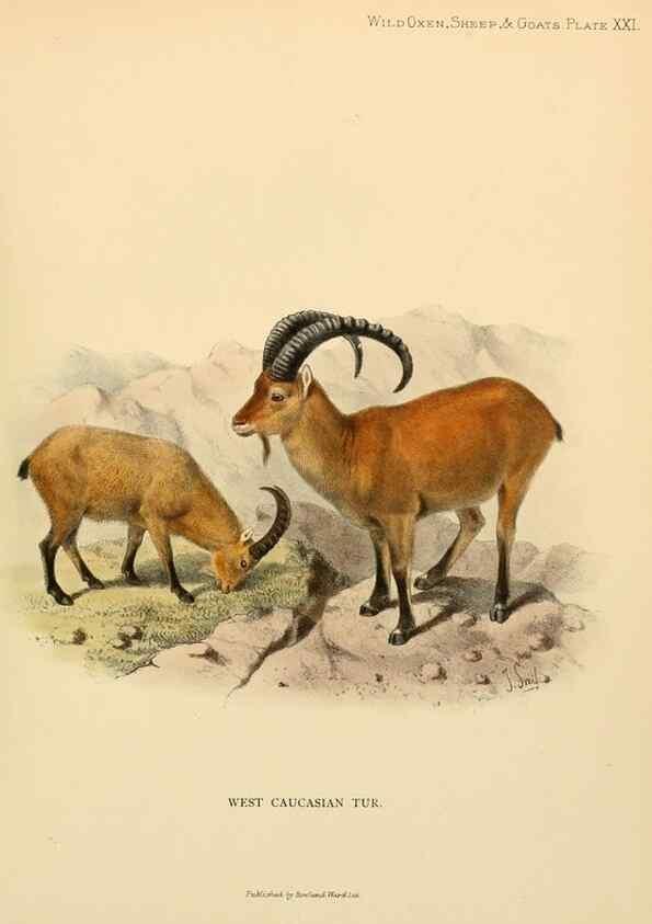Reproducción/Reproduction 7977294001: Wild oxen, sheep & goats of all lands, living and extinct,. London,R. Ward,1898.