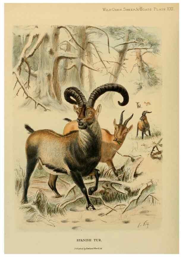 Reproducción/Reproduction 7977296860: Wild oxen, sheep & goats of all lands, living and extinct,. London,R. Ward,1898.