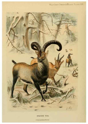 Reproducción/Reproduction 7977296860: Wild oxen, sheep & goats of all lands, living and extinct,. London,R. Ward,1898.