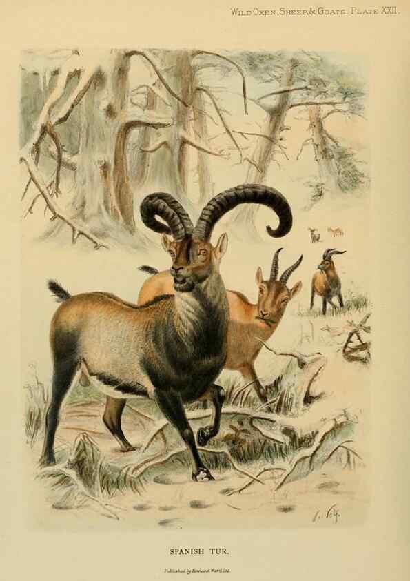 Reproducción/Reproduction 7977296860: Wild oxen, sheep & goats of all lands, living and extinct,. London,R. Ward,1898.