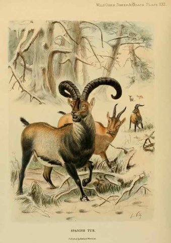 Reproducción/Reproduction 7977296860: Wild oxen, sheep & goats of all lands, living and extinct,. London,R. Ward,1898.