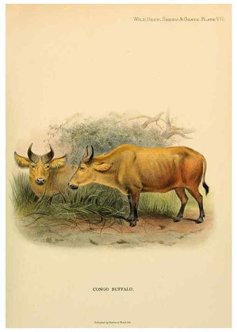 Reproducción/Reproduction 7977287056: Wild oxen, sheep & goats of all lands, living and extinct,. London,R. Ward,1898.