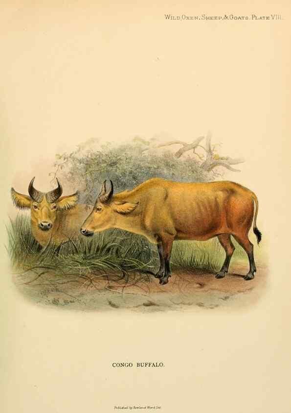 Reproducción/Reproduction 7977287056: Wild oxen, sheep & goats of all lands, living and extinct,. London,R. Ward,1898.