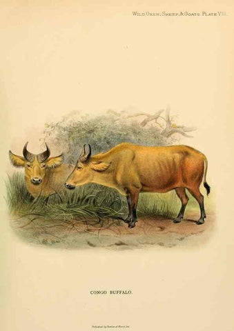 Reproducción/Reproduction 7977287056: Wild oxen, sheep & goats of all lands, living and extinct,. London,R. Ward,1898.