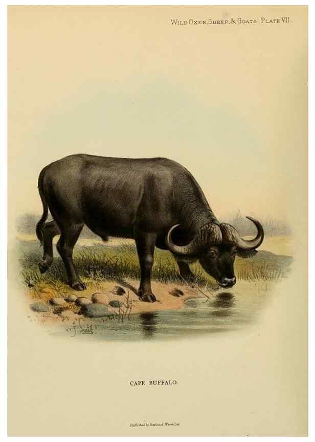Reproducción/Reproduction 7977284155: Wild oxen, sheep & goats of all lands, living and extinct,. London,R. Ward,1898.