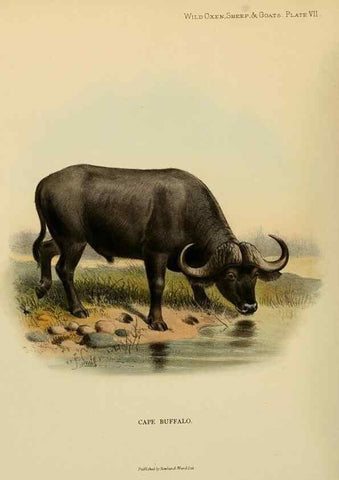 Reproducción/Reproduction 7977284155: Wild oxen, sheep & goats of all lands, living and extinct,. London,R. Ward,1898.