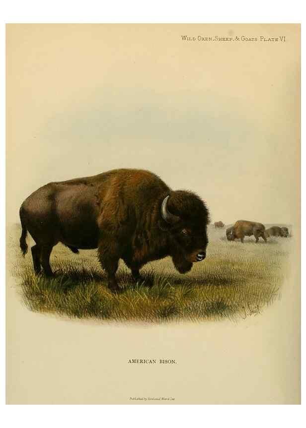 Reproducción/Reproduction 7977283501: Wild oxen, sheep & goats of all lands, living and extinct,. London,R. Ward,1898.