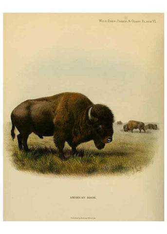 Reproducción/Reproduction 7977283501: Wild oxen, sheep & goats of all lands, living and extinct,. London,R. Ward,1898.