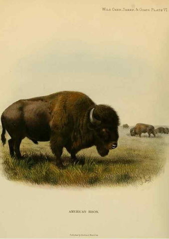Reproducción/Reproduction 7977283501: Wild oxen, sheep & goats of all lands, living and extinct,. London,R. Ward,1898.