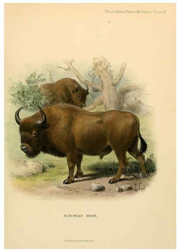 Reproducción/Reproduction 7977283011: Wild oxen, sheep & goats of all lands, living and extinct,. London,R. Ward,1898.
