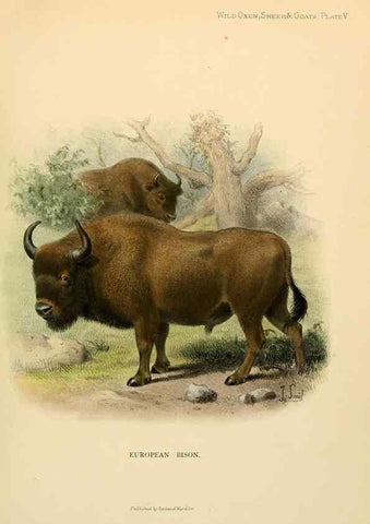 Reproducción/Reproduction 7977283011: Wild oxen, sheep & goats of all lands, living and extinct,. London,R. Ward,1898.