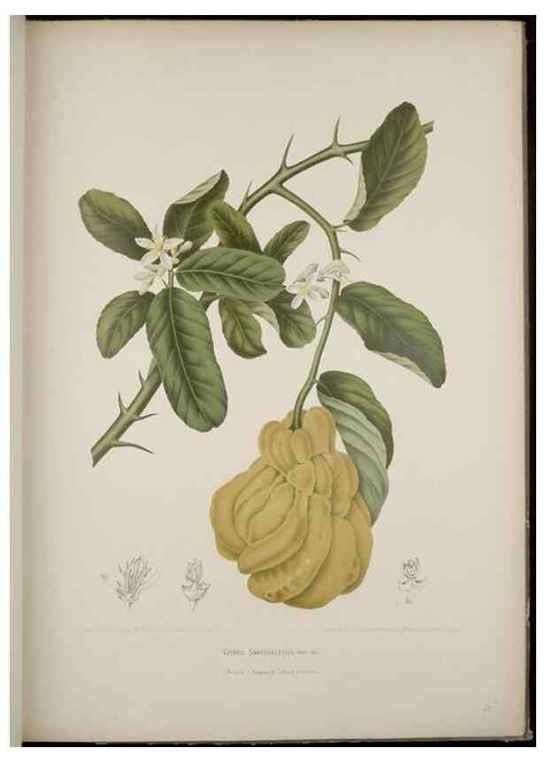 Reproducción/Reproduction 7977090671: Fleurs, fruits et feuillages choisis de l'ille de Java. Bruxelles :C. Muquardt,[1880]