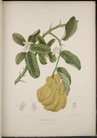 Reproducción/Reproduction 7977090671: Fleurs, fruits et feuillages choisis de l'ille de Java. Bruxelles :C. Muquardt,[1880]