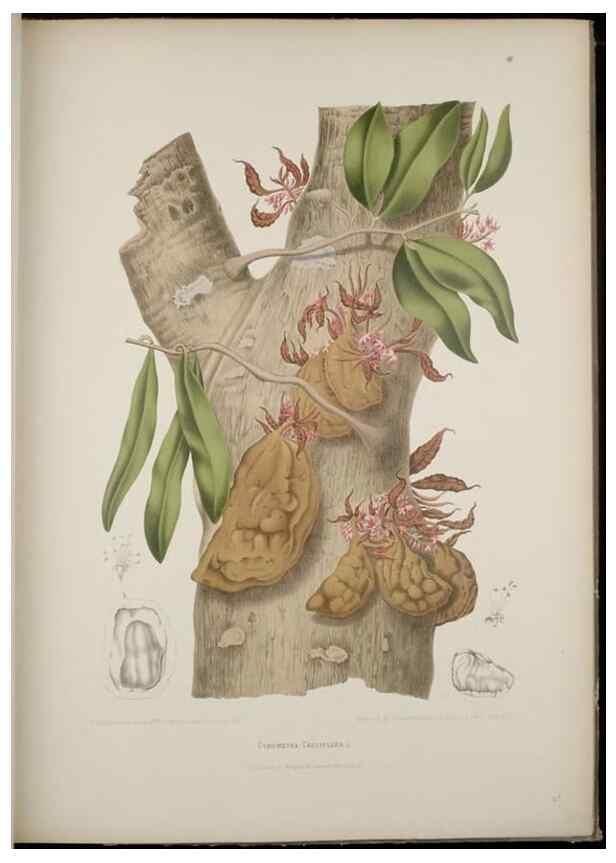 Reproducción/Reproduction 7977092406: Fleurs, fruits et feuillages choisis de l'ille de Java. Bruxelles :C. Muquardt,[1880]