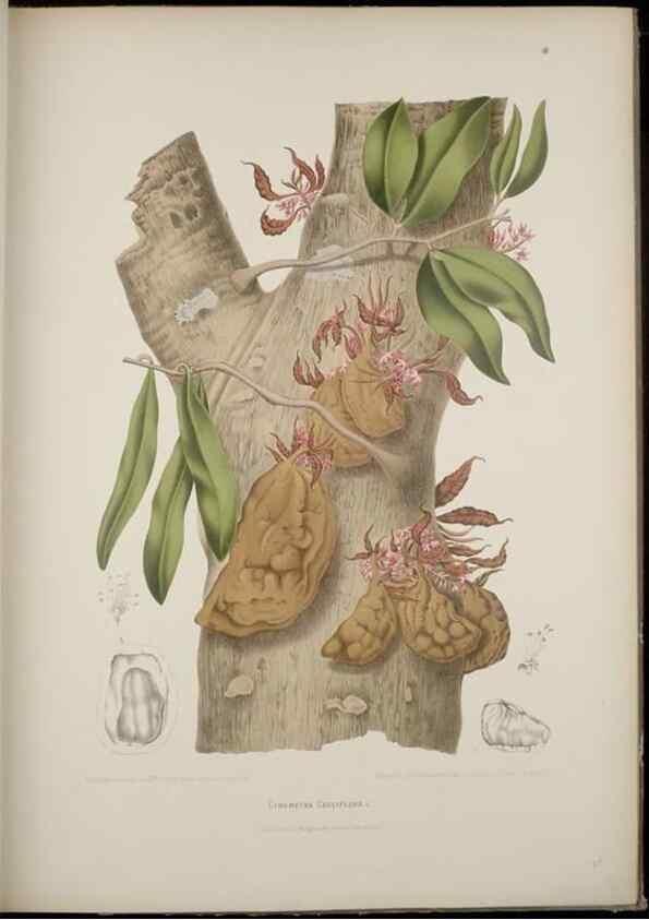 Reproducción/Reproduction 7977092406: Fleurs, fruits et feuillages choisis de l'ille de Java. Bruxelles :C. Muquardt,[1880]