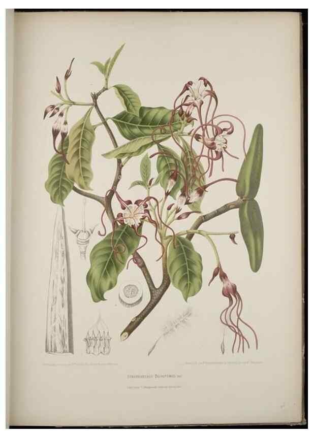 Reproducción/Reproduction 7977091177: Fleurs, fruits et feuillages choisis de l'ille de Java. Bruxelles :C. Muquardt,[1880]