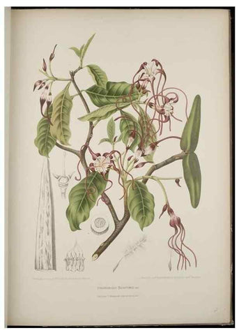 Reproducción/Reproduction 7977091177: Fleurs, fruits et feuillages choisis de l'ille de Java. Bruxelles :C. Muquardt,[1880]