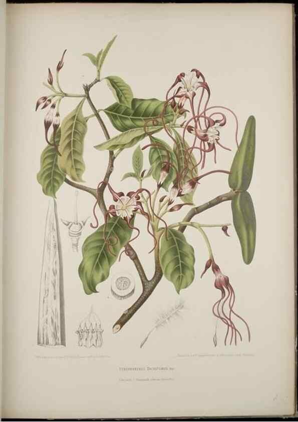 Reproducción/Reproduction 7977091177: Fleurs, fruits et feuillages choisis de l'ille de Java. Bruxelles :C. Muquardt,[1880]