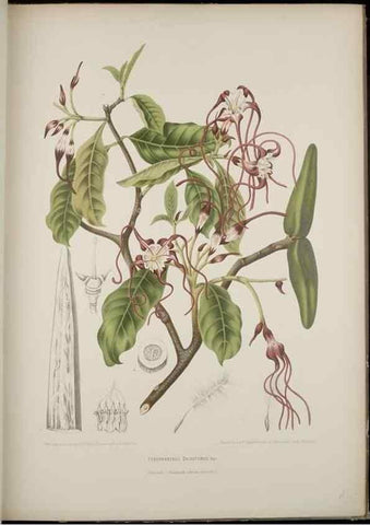Reproducción/Reproduction 7977091177: Fleurs, fruits et feuillages choisis de l'ille de Java. Bruxelles :C. Muquardt,[1880]