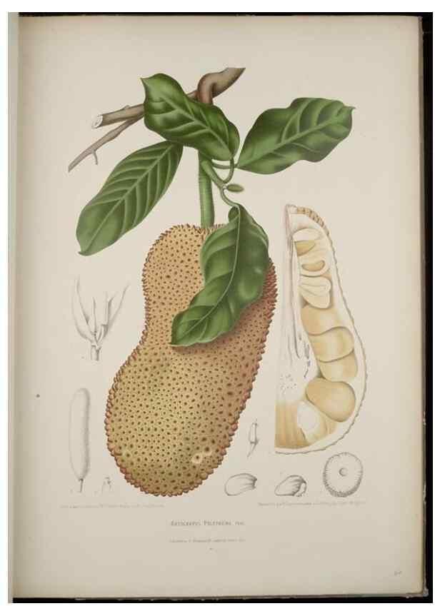 Reproducción/Reproduction 7977092986: Fleurs, fruits et feuillages choisis de l'ille de Java. Bruxelles :C. Muquardt,[1880]
