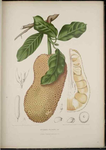 Reproducción/Reproduction 7977092986: Fleurs, fruits et feuillages choisis de l'ille de Java. Bruxelles :C. Muquardt,[1880]