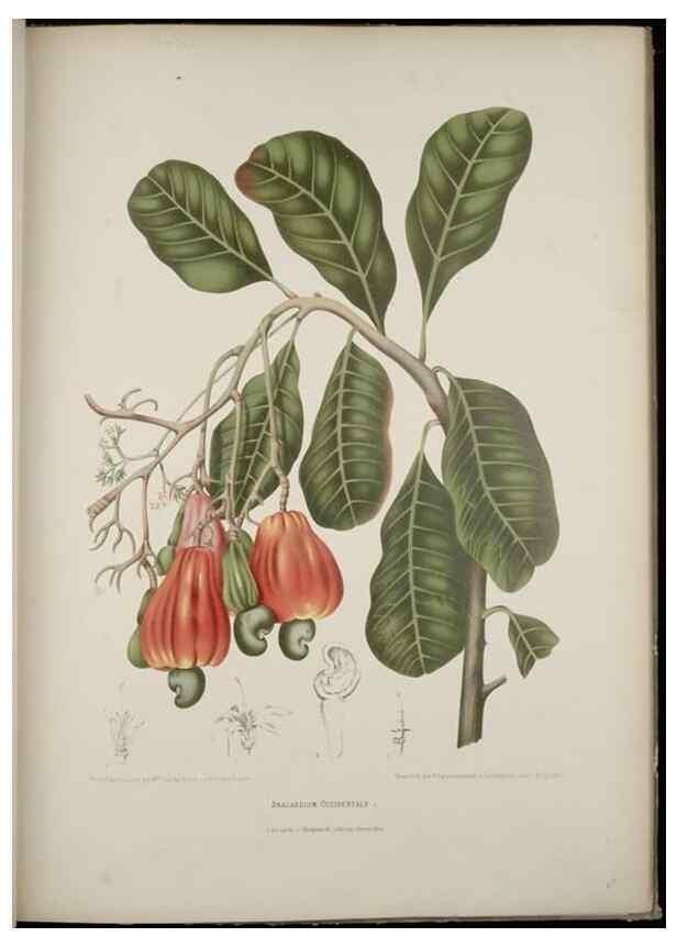 Reproducción/Reproduction 7977093502: Fleurs, fruits et feuillages choisis de l'ille de Java. Bruxelles :C. Muquardt,[1880]