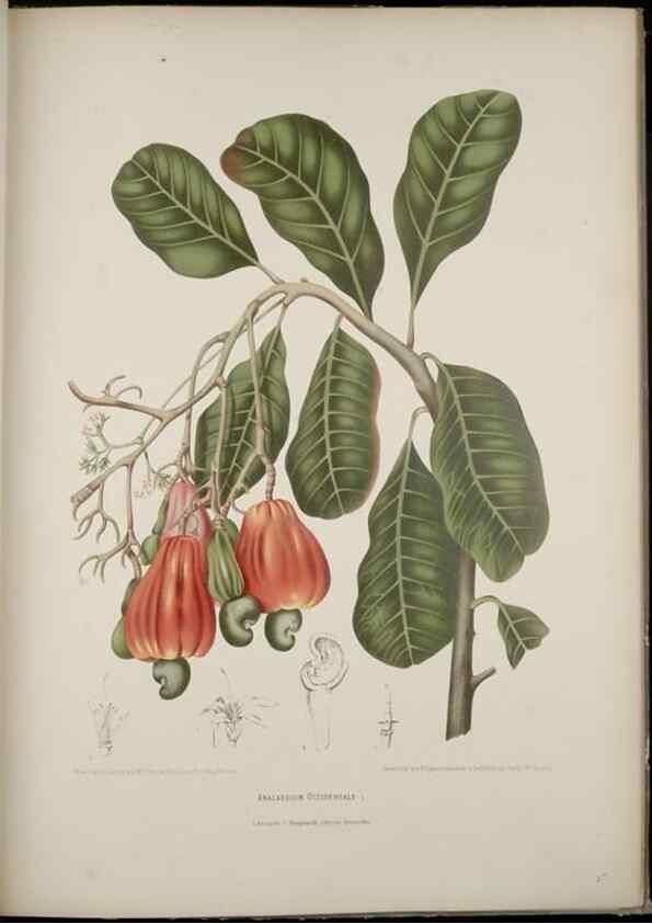 Reproducción/Reproduction 7977093502: Fleurs, fruits et feuillages choisis de l'ille de Java. Bruxelles :C. Muquardt,[1880]