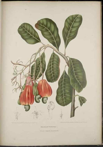 Reproducción/Reproduction 7977093502: Fleurs, fruits et feuillages choisis de l'ille de Java. Bruxelles :C. Muquardt,[1880]