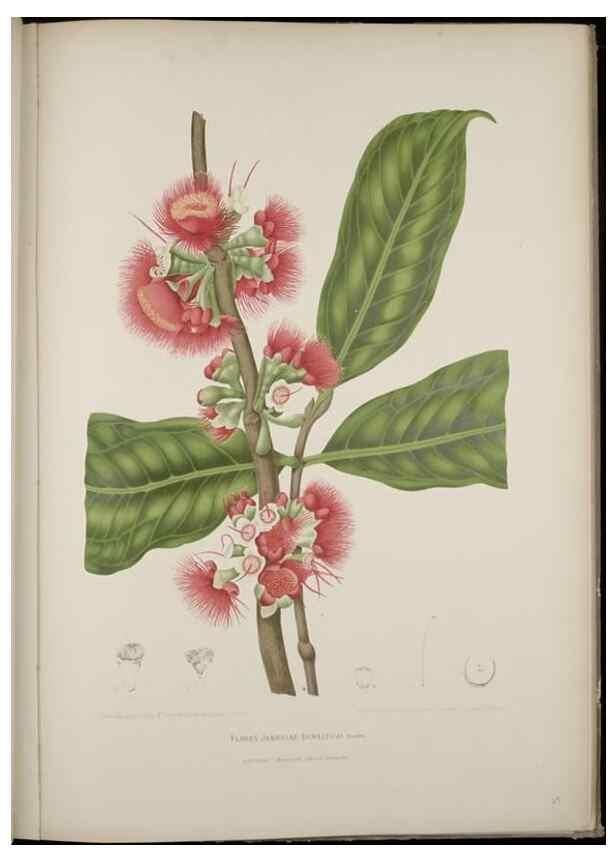 Reproducción/Reproduction 7977092505: Fleurs, fruits et feuillages choisis de l'ille de Java. Bruxelles :C. Muquardt,[1880]