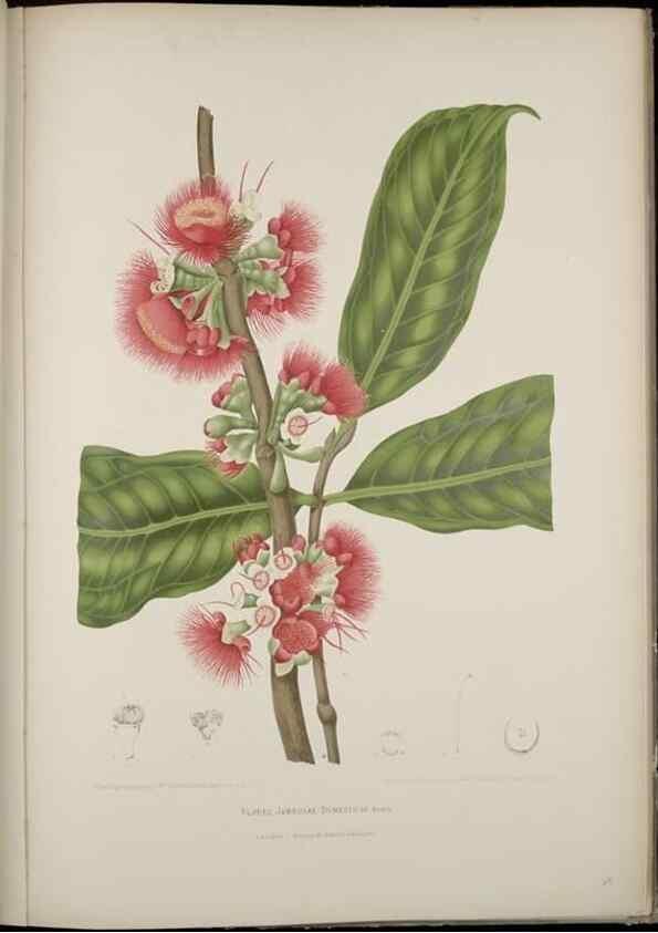 Reproducción/Reproduction 7977092505: Fleurs, fruits et feuillages choisis de l'ille de Java. Bruxelles :C. Muquardt,[1880]