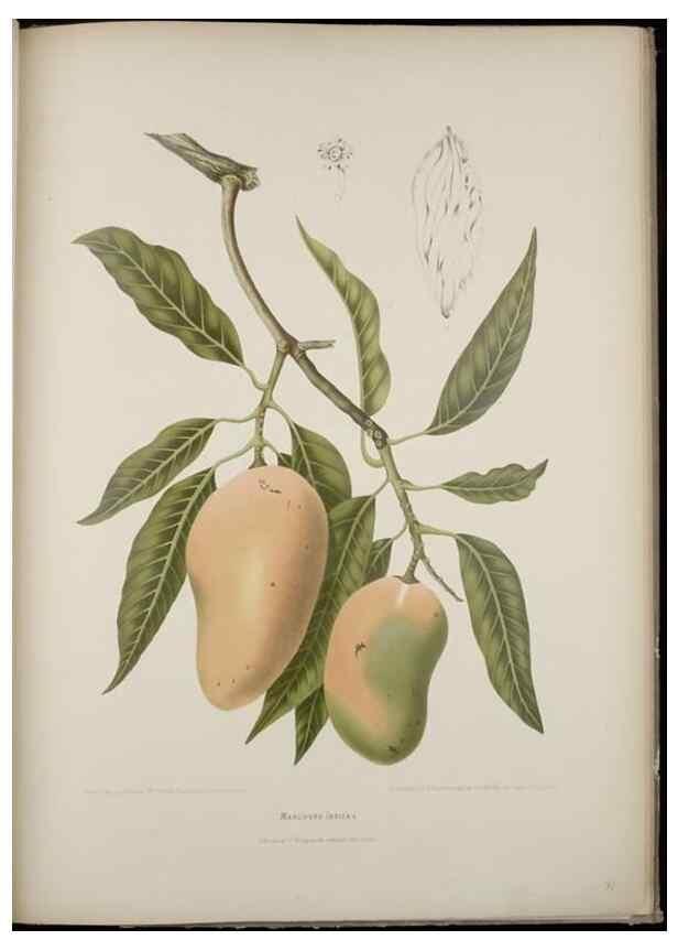 Reproducción/Reproduction 7977094734: Fleurs, fruits et feuillages choisis de l'ille de Java. Bruxelles :C. Muquardt,[1880]