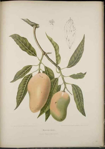 Reproducción/Reproduction 7977094734: Fleurs, fruits et feuillages choisis de l'ille de Java. Bruxelles :C. Muquardt,[1880]