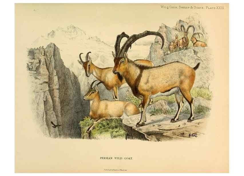 Reproducción/Reproduction 7977295257: Wild oxen, sheep & goats of all lands, living and extinct,. London,R. Ward,1898.