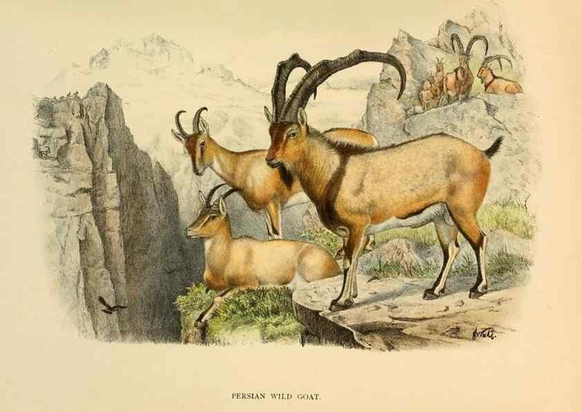 Reproducción/Reproduction 7977295257: Wild oxen, sheep & goats of all lands, living and extinct,. London,R. Ward,1898.