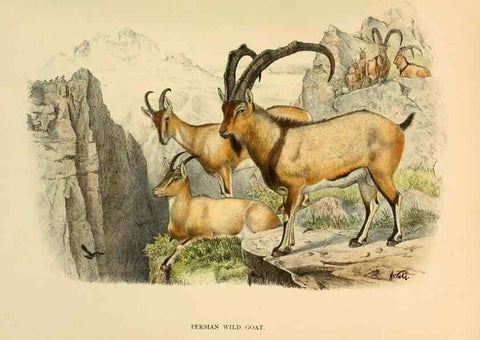 Reproducción/Reproduction 7977295257: Wild oxen, sheep & goats of all lands, living and extinct,. London,R. Ward,1898.