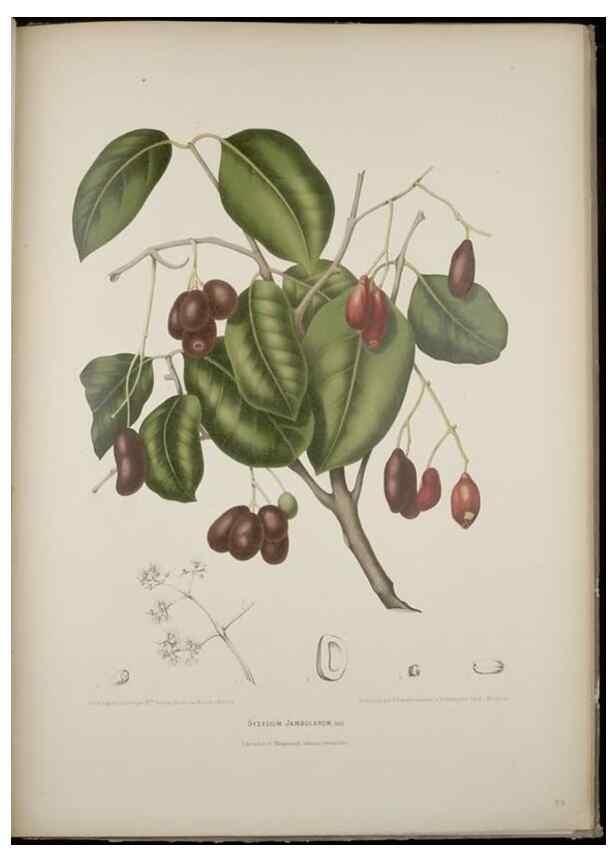 Reproducción/Reproduction 7977095002: Fleurs, fruits et feuillages choisis de l'ille de Java. Bruxelles :C. Muquardt,[1880]