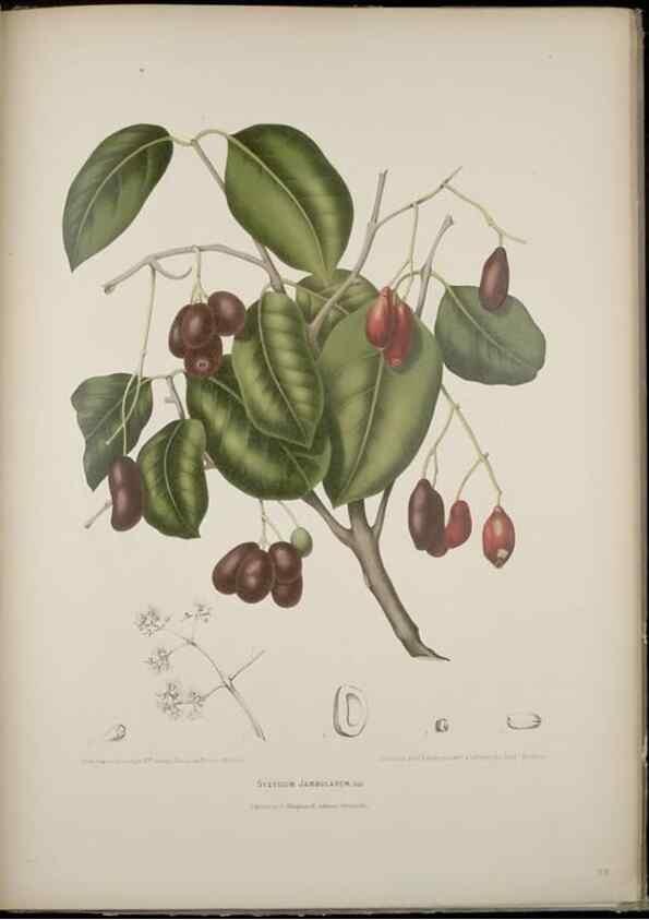 Reproducción/Reproduction 7977095002: Fleurs, fruits et feuillages choisis de l'ille de Java. Bruxelles :C. Muquardt,[1880]